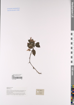 LE 01170363
