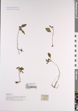 LE 01170366