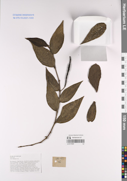 LE 01170381