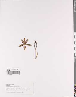 LE 01170391