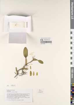 LE 01170392