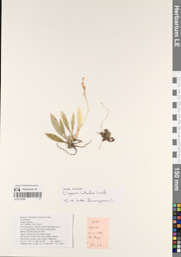 LE 01170396