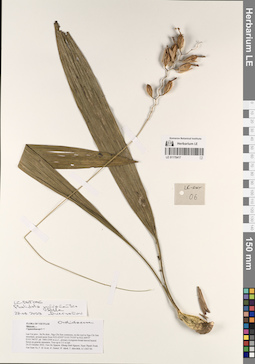 LE 01170417