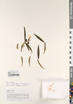 LE 01170419