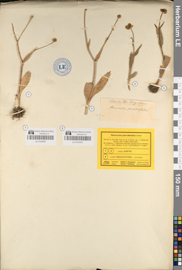 LE 01044956