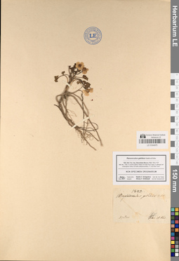 LE 01044975