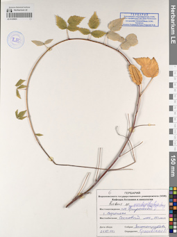 LE 01229923