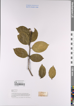 LE 01170466