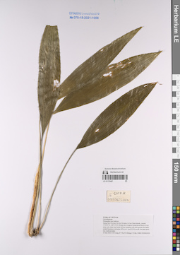 LE 01170467