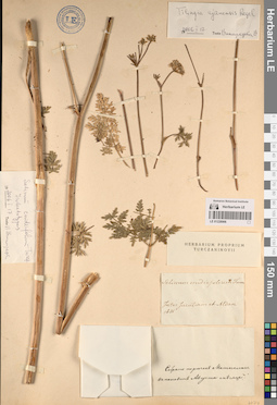 LE 01228906