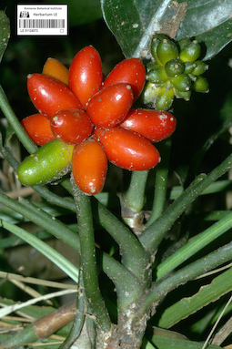 LE 01124073