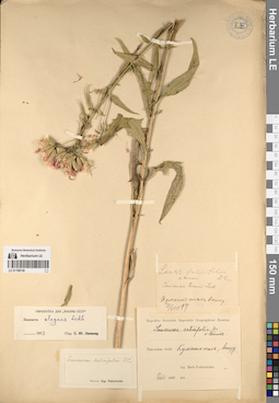 LE 01196738