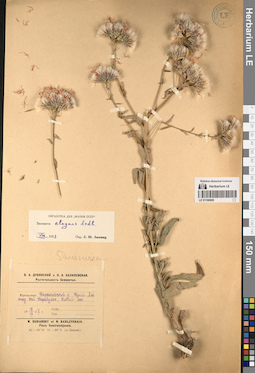 LE 01196808