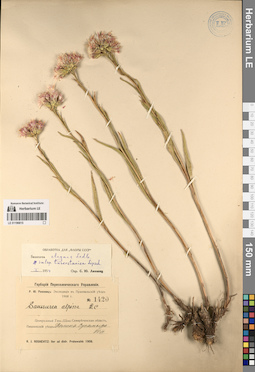 LE 01196815