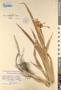 LE 01230715