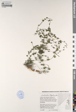 LE 01193826