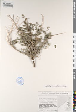 LE 01193886