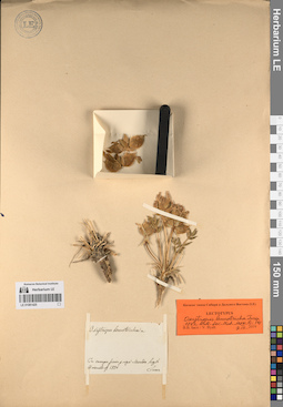 LE 01081425