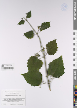 LE 01053784