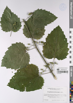 LE 01053785