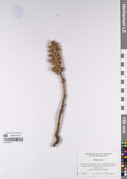 LE 01053786