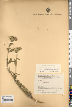LE 01196832