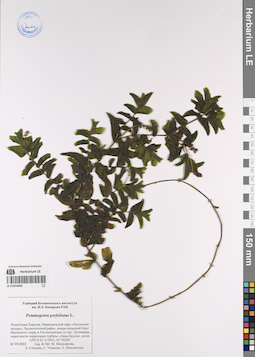 LE 01053800