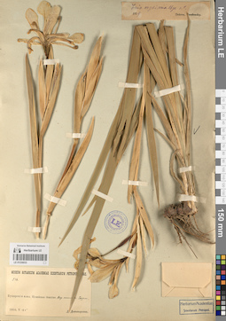 LE 01236033