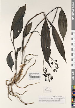 LE 01170504