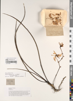 LE 01170525