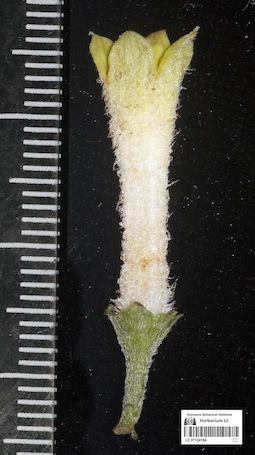 LE 01124184
