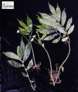 LE 01124187