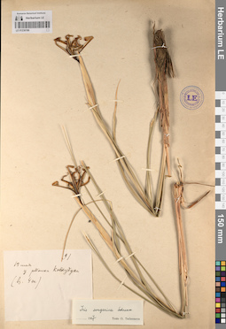 LE 01236196