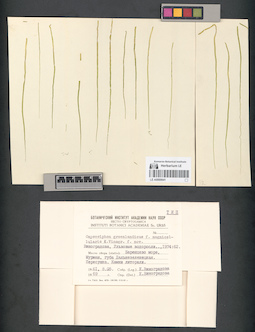 LE A0000641