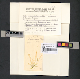 LE A0000646