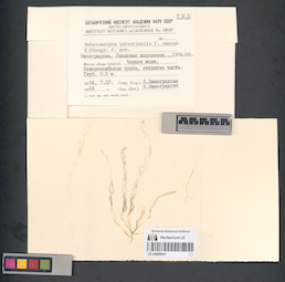 LE A0000647