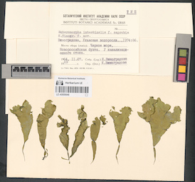 LE A0000648