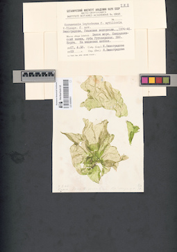 LE A0000651