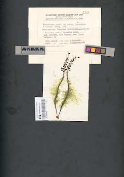 LE A0000652