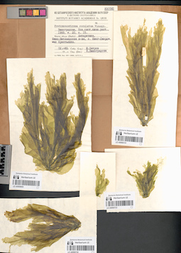 LE A0000655