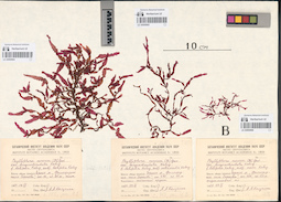LE A0000664
