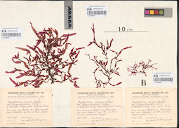 LE A0000665