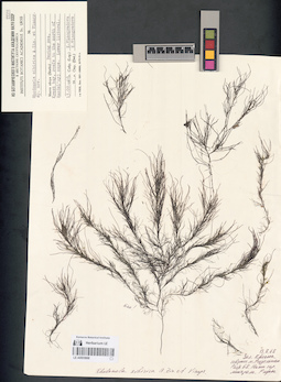 LE A0000668