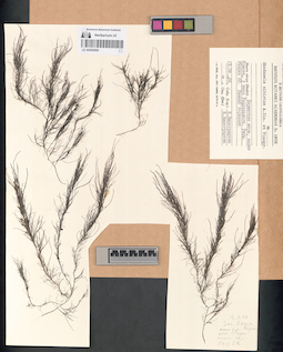 LE A0000669