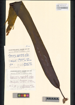 LE A0000674