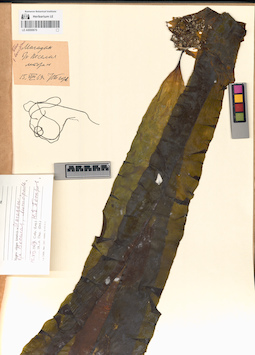 LE A0000679