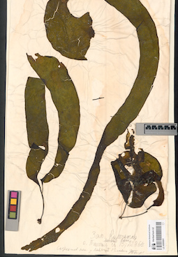 LE A0000691