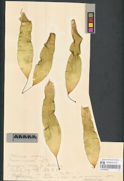 LE A0000695