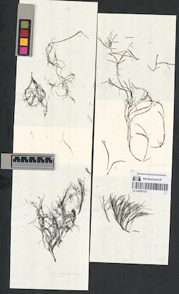 LE A0000725