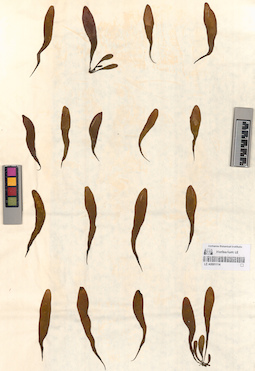 LE A0001114